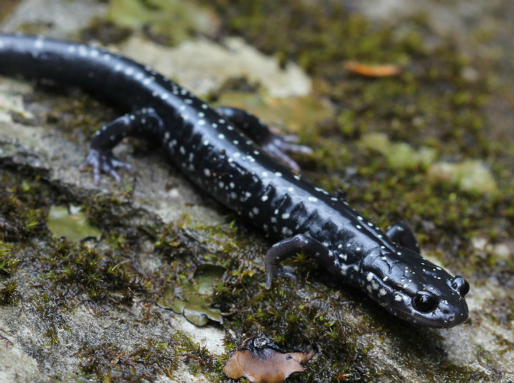 Slimy Salamander